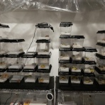 北陸さぼはちゅ