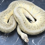 ペットショップふじやのブログ