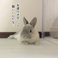 うさぎのルリ(7/3追記)