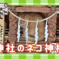 【神社のほこらにジャストフィットする「猫神様」】　ネコいぬワイドショー様：動画