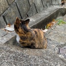 😸可愛い”にゃんこ”に出会った日＠キジトラ？編