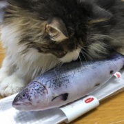 7年前に買ったおもちゃで遊ぶ2歳の猫