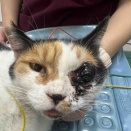 ふと姿を消し、ふと現れる地域猫　〜その発見と眼球〜