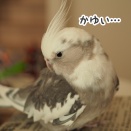 毛繕いするクスィー