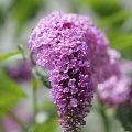 庭の花