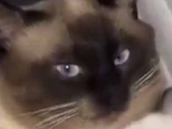 子ネコがすやすや眠っていた。うちの子、可愛いでしょ？ → 世界で一番安心できる場所はこちらです…