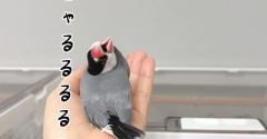 ジルが速すぎて。