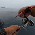美浜沖　青物調査サワラ連発からの本命キャッチ