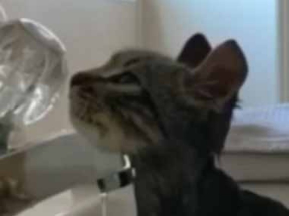 ゴミ箱に捨てられていた子ネコを保護した。お風呂に入れてみる → ずっとこんな様子です…