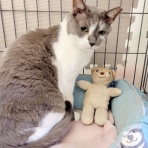 みにみゅう　猫の飼い主さん募集中　