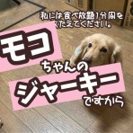 メルロコ一家の横須賀ストーリー