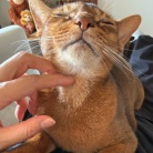 撫で撫でして欲しくて飛び込んできた