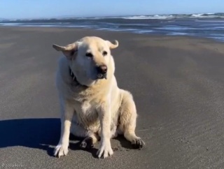 海風を楽しむ犬の耳が…見たことのない動きをする