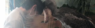 【けものフレンズ】リアルハシビロコウちゃんの挨拶