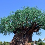 『【WDW】アニマルキングダム新ショー【NEWS】』の画像