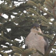 【日々の暮らし】あいつが待ち伏せてる！