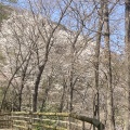 桜、桜、桜🌸そして富士山🗻
