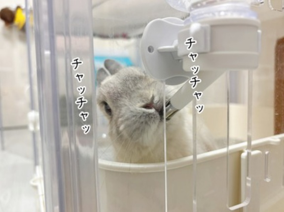 うさぎのルリ(12/15追記)