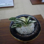 万年青　神奈川県支部の有志