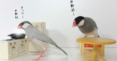 ハイスペック、ジル