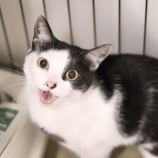 『【里親募集中】日本猫のポンちゃん』の画像