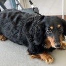 チェリーちゃん　シャンプーセット