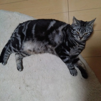 実物のﾈｺﾁｬﾝたちセカンド204