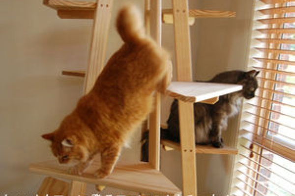 Diyナビ 猫