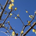 『祇園 その』あらため、脳出血サバイバーわたし