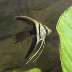 フィッシュショップFUJIのblog