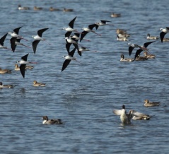 思い出の鳥たち（１１４）