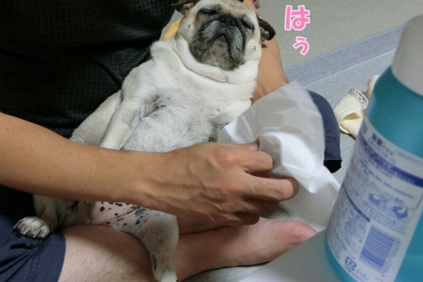 はなパグ