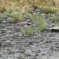 2026年6月9日の野鳥公園