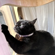 【猫写真】タワーの上が気になるスミちゃん