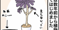 黒法師って植物は厨二心に刺さる