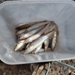あつじぃーの投げ釣り一筋
