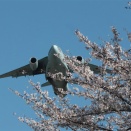 4月3日(金) 入間基地【桜と自衛隊機②】