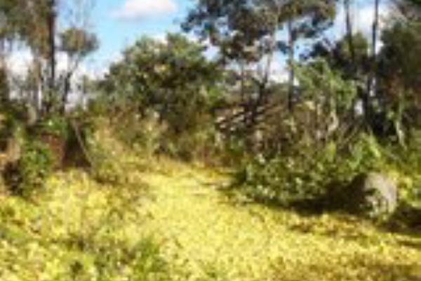 自然な庭 アルゼラブ 作り方