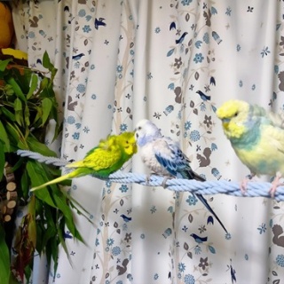 PBFDそらちゃんと☆あむしろインコ日記☆