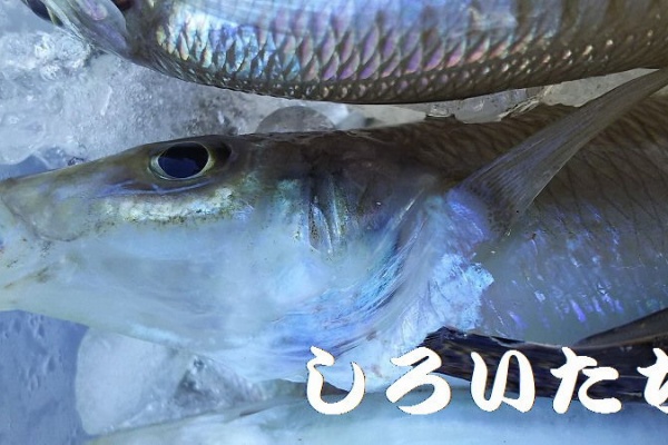 釣りする しろいたち 香住 西港