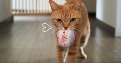 今日もせっせと運ぶ猫♪