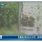 【画像】鬼怒川決壊で流されてた犬っころ2匹　生存確認