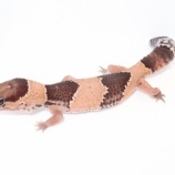 『ニシアフWC一挙紹介！！』の画像