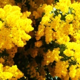 『徒然に光マイクロバブル（231）ミモザの春（1）』の画像