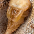 スジブトヒラタ♂蛹