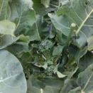 ブロッコリー花蕾の様子　4/11