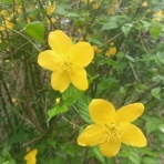 アリエスのあーちゃん