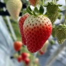 【観光’26】伊予市中山町：「くぼなか農園」｜8品種を味わう、いちご狩りの贅沢なひととき‼️