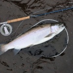 柴犬と暮らす山好きフライ釣人の日記