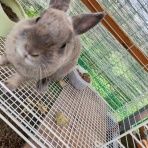 うーしゃんらびっと